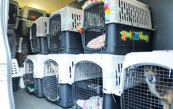 Animal Transport